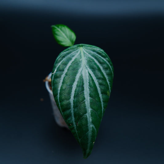 Piper sp. watermelon