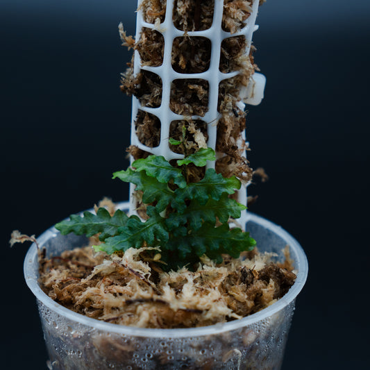 Teratophyllum rotundifoliatum