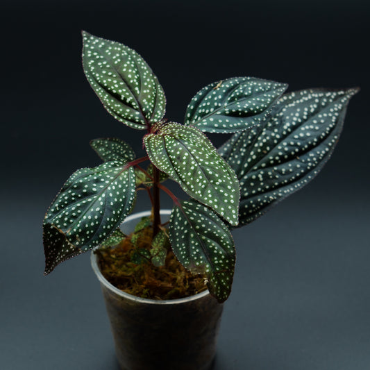 Sonerila cf. maculata