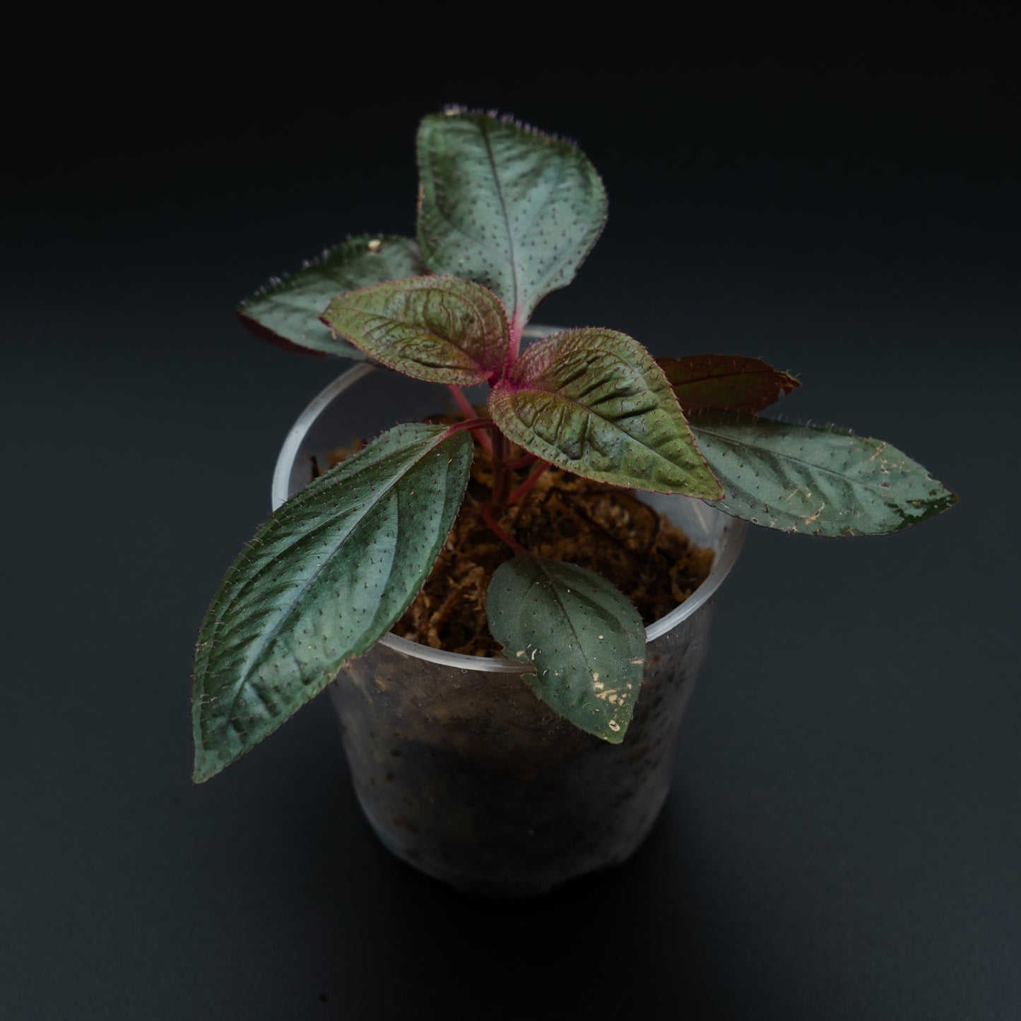 Sonerila sp. « Black metalic »
