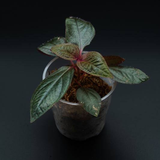 Sonerila sp. « Black metalic »