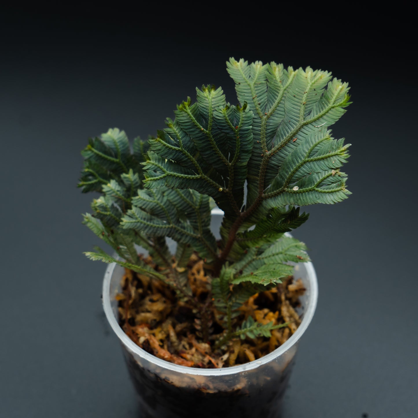 Selaginella aff. ornata