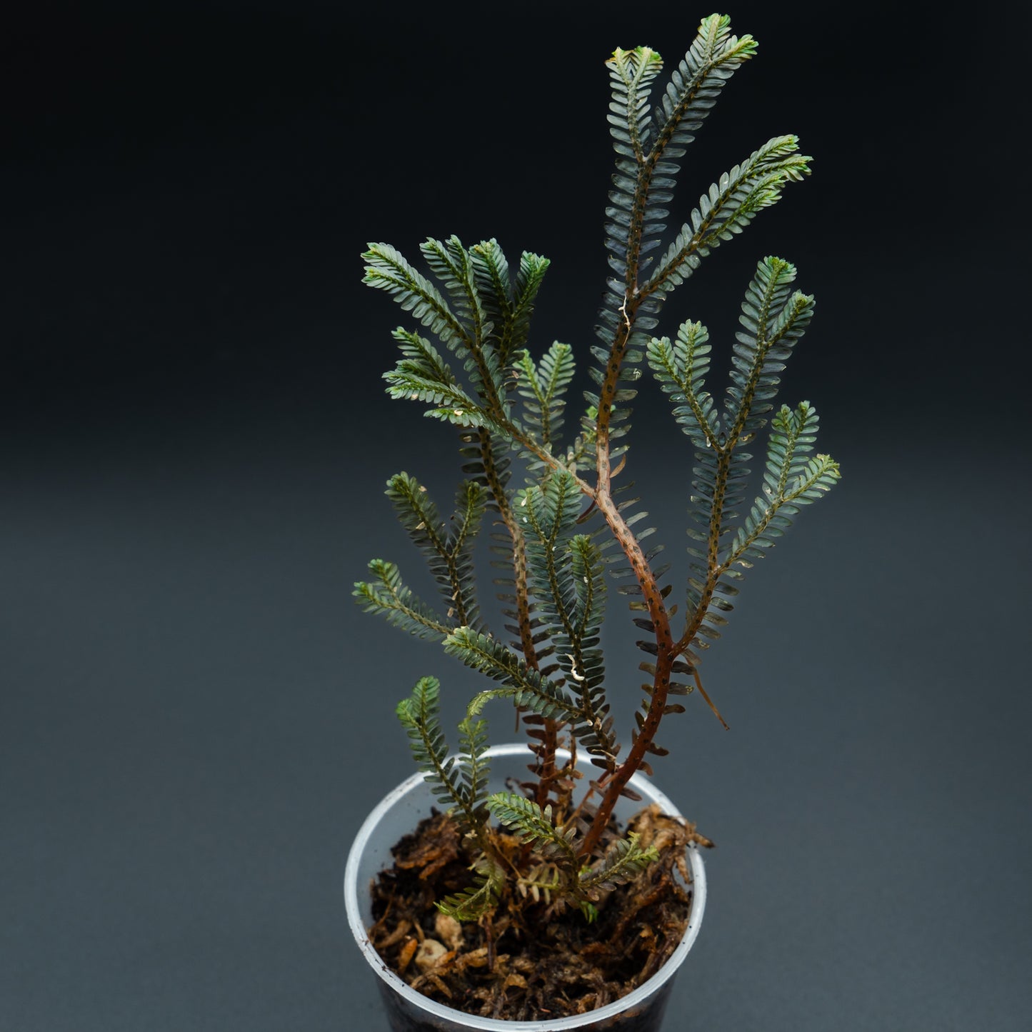 Selaginella aff. oranta "dark"