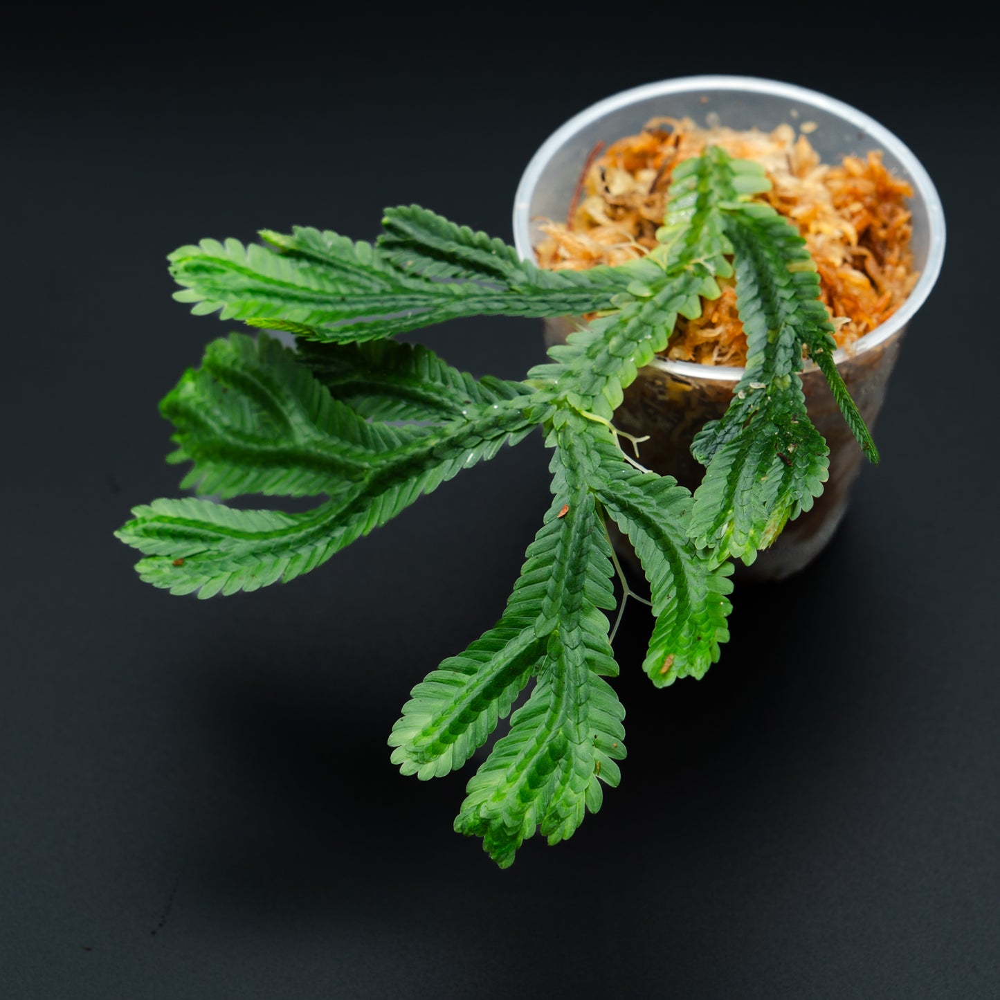 Selaginella brooksi