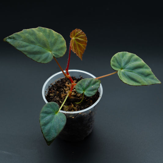 Begonia pavonina