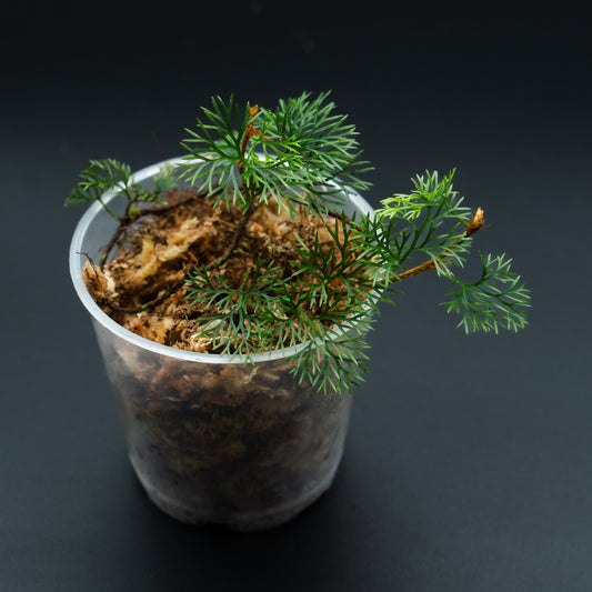 Davallia parvula