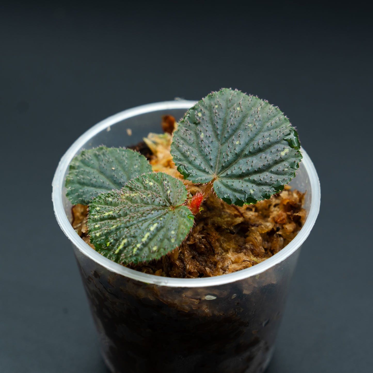 Begonia sp.
