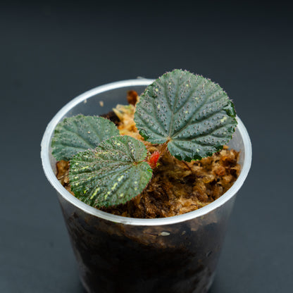 Begonia sp.