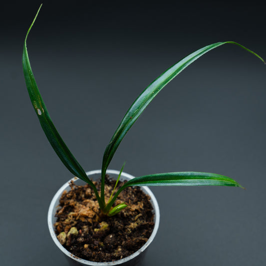 Mapania caudata