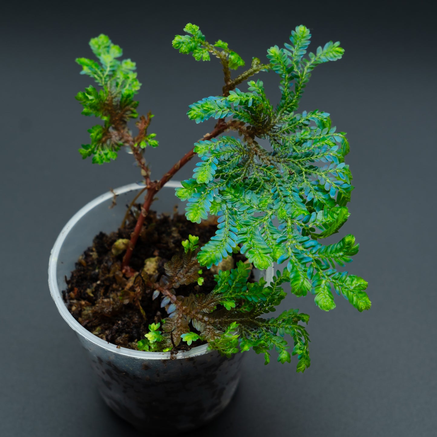 Selaginella willdenowii
