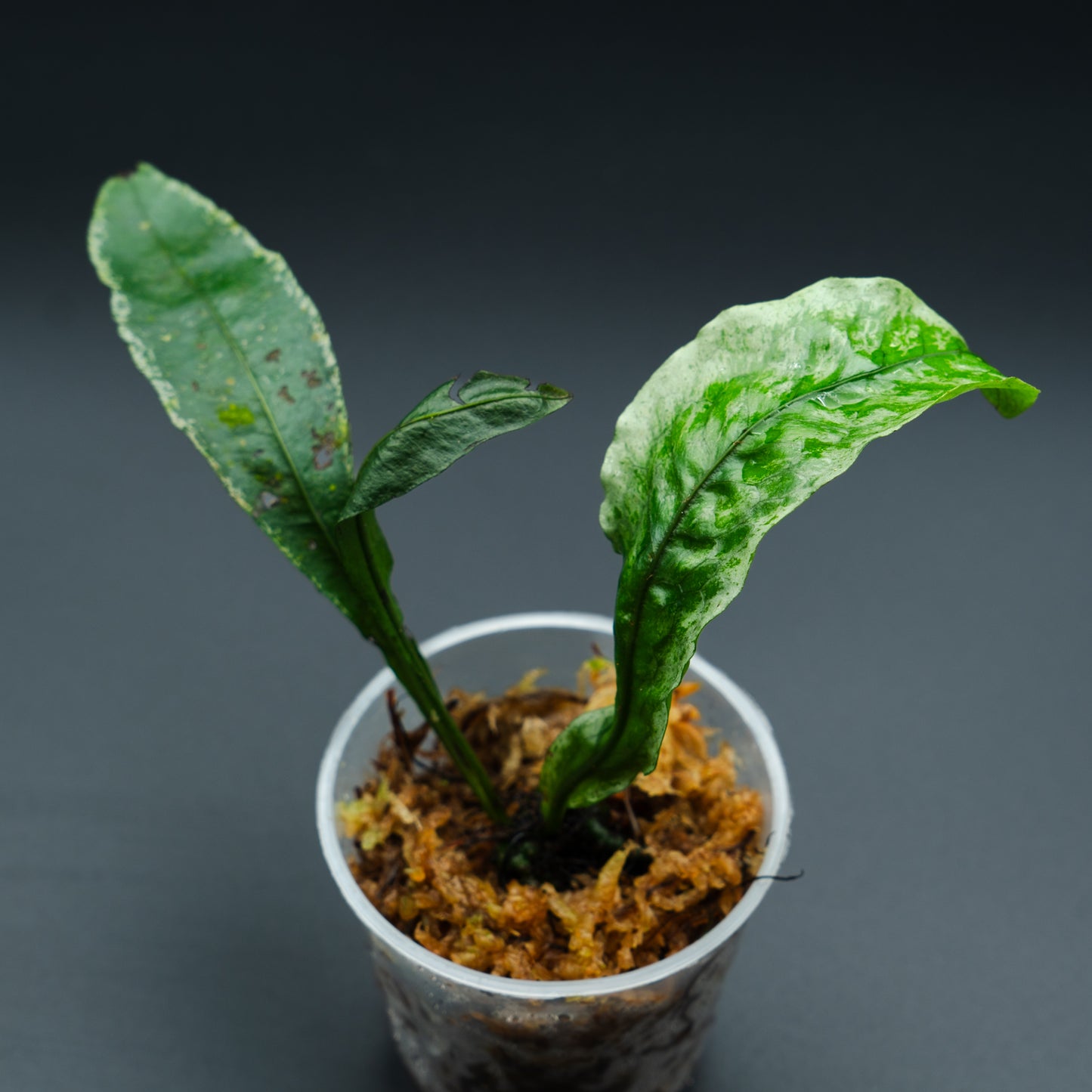 Fern sp.