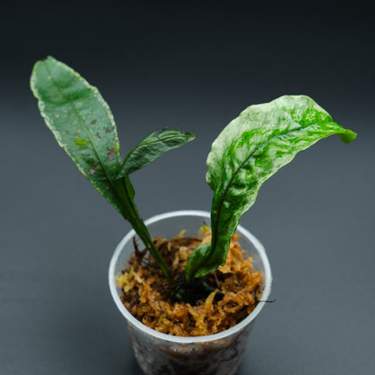 Fern sp.