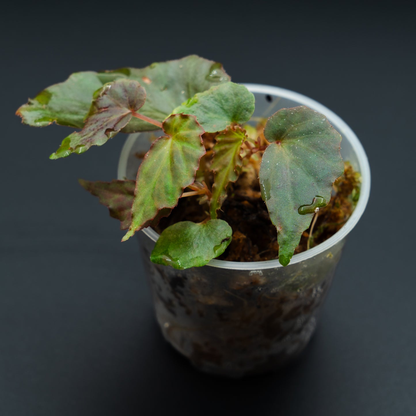 Begonia borneensis