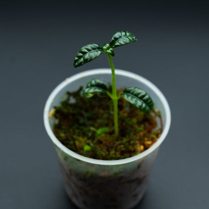 Ardisia cf. odontophylla