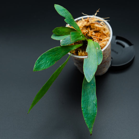 Anthrophyum sp.
