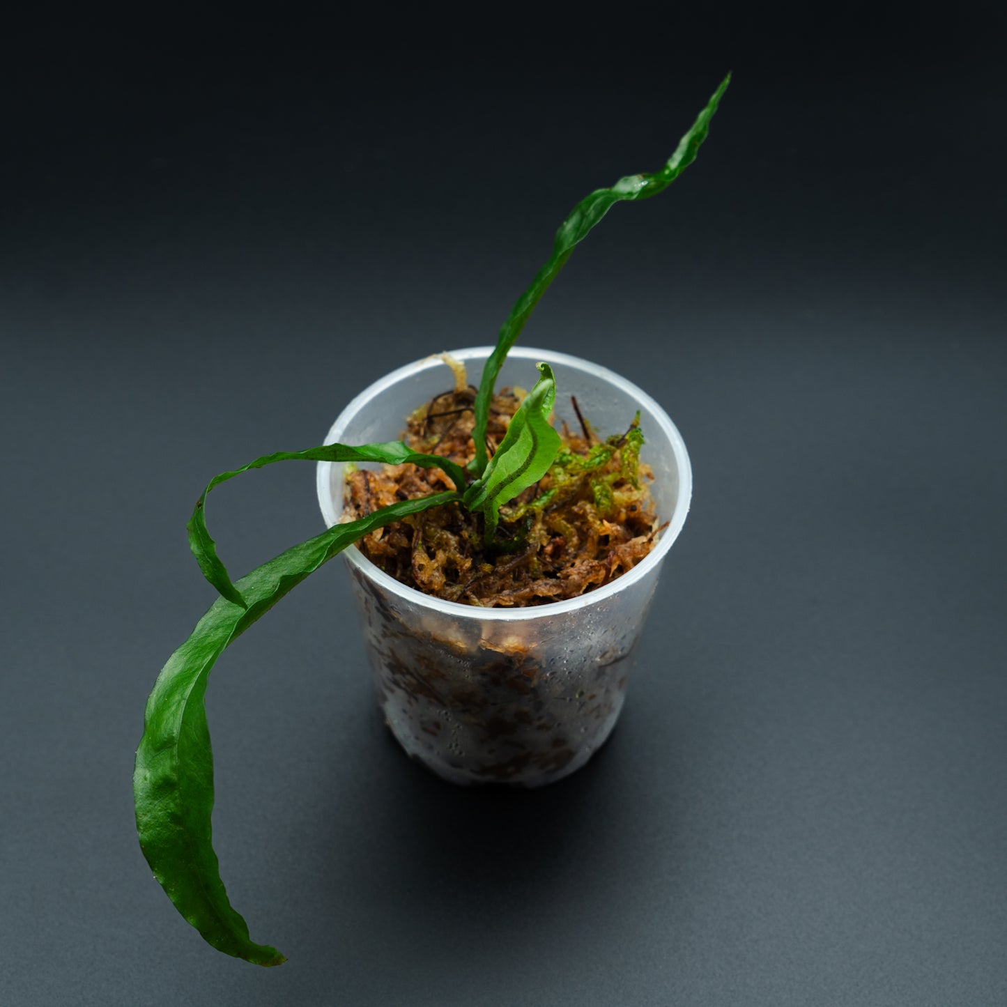 Fern sp.