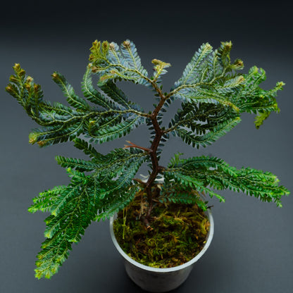 Selaginella cf. megalura "Blue Borneo"