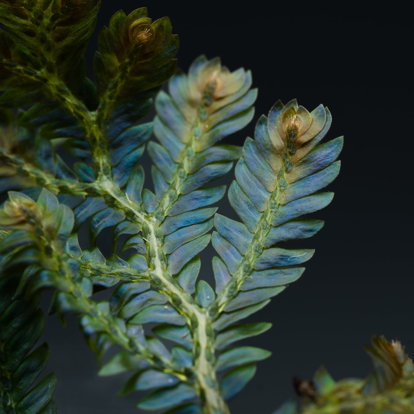 Selaginella cf. megalura "Blue Borneo"