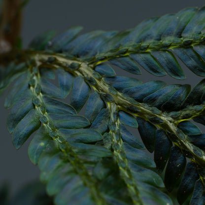 Selaginella cf. megalura "Blue Borneo"