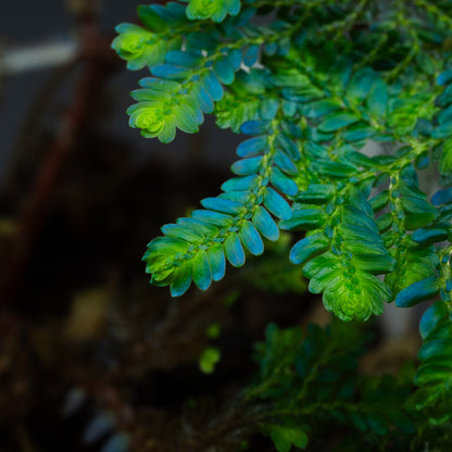 Selaginella willdenowii