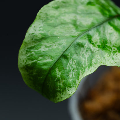 Fern sp.