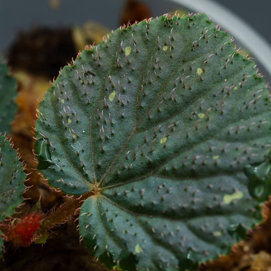 Begonia aff. baik "Blue"