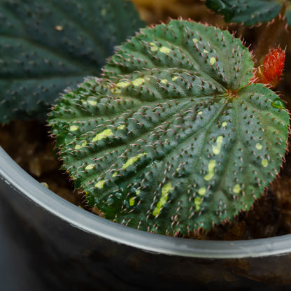 Begonia sp.