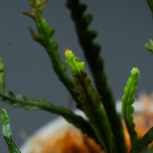 Grammitis sp.