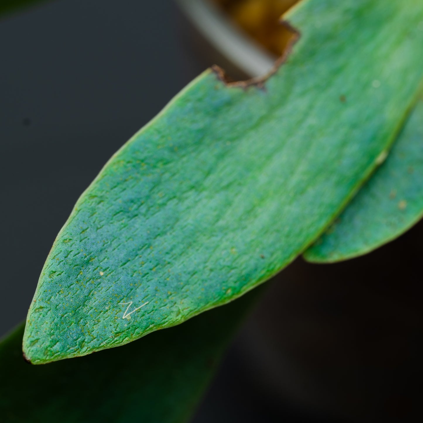 Anthrophyum sp.