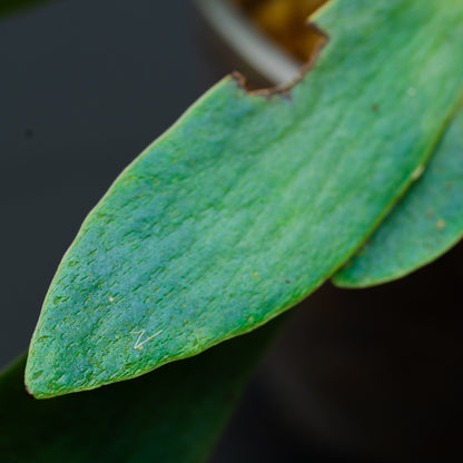 Anthrophyum sp.