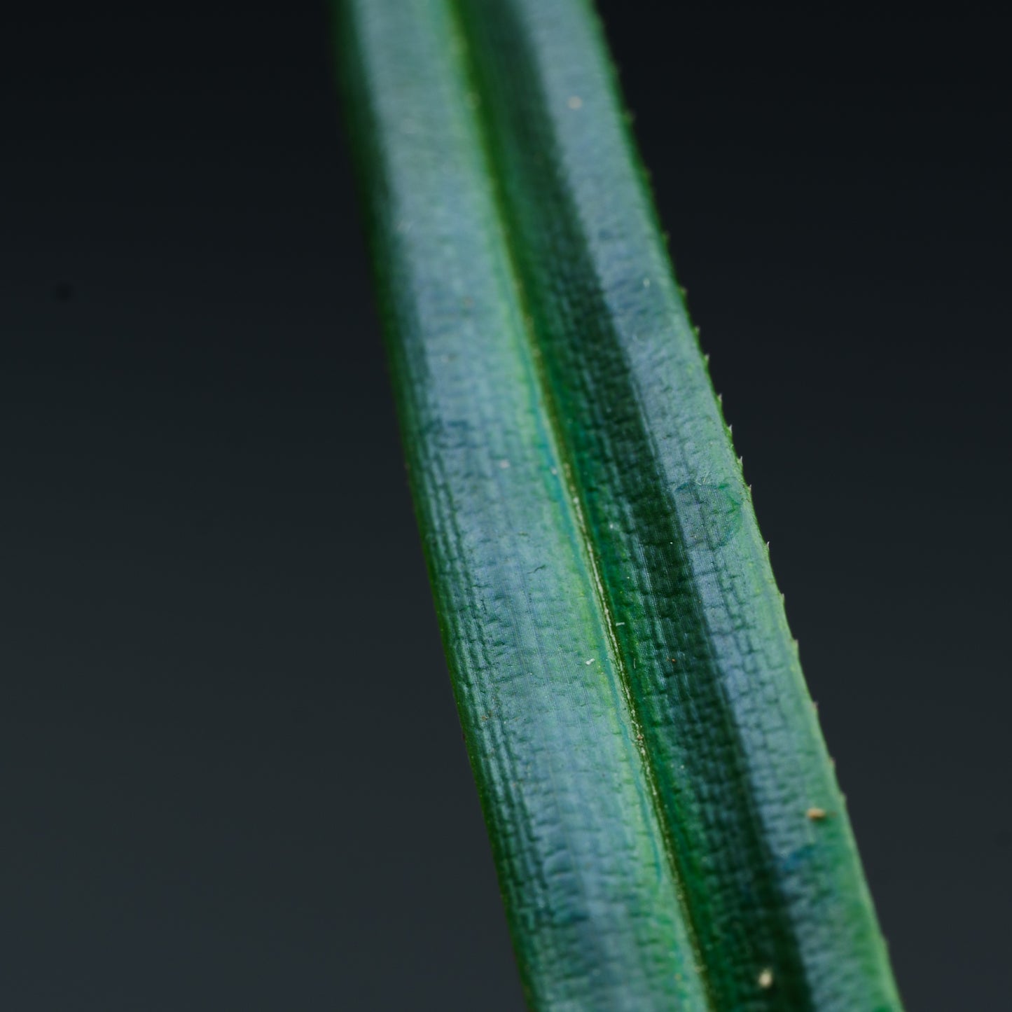 Mapania caudata