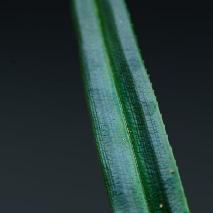 Mapania caudata