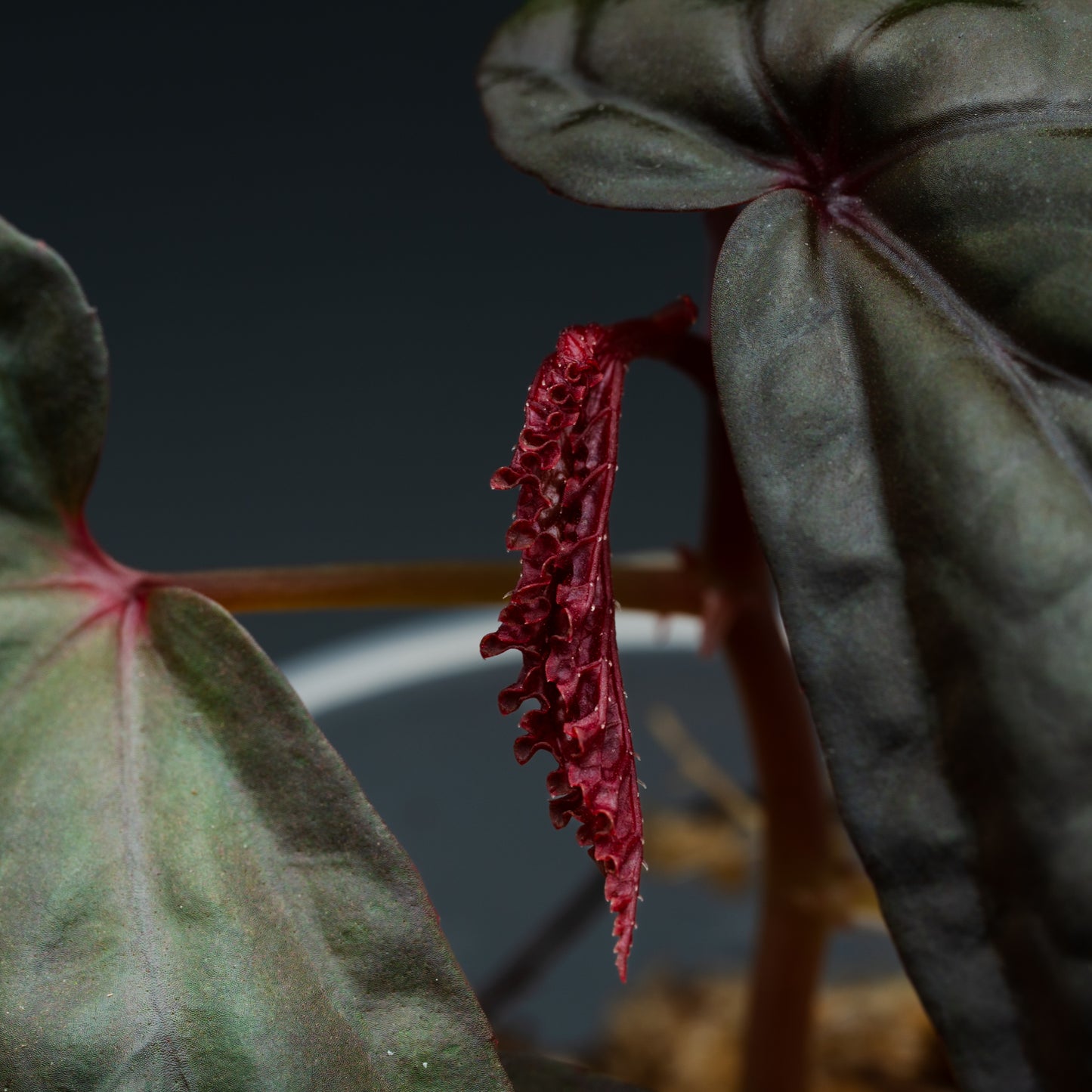 Begonia daunhitam