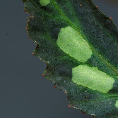 Begonia sp. mantuk