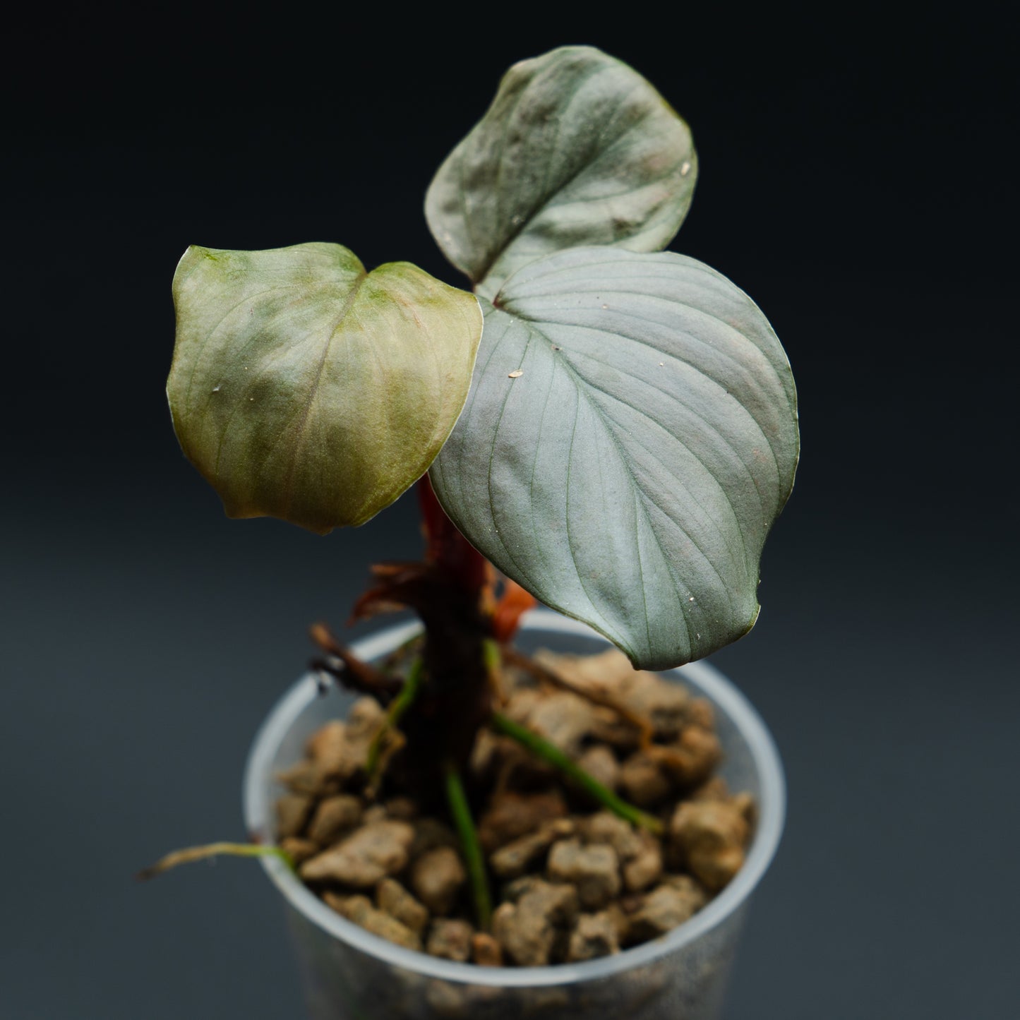 Homalomena sp. "Silver"