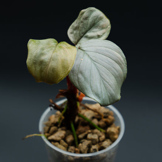 Homalomena sp. "Silver"