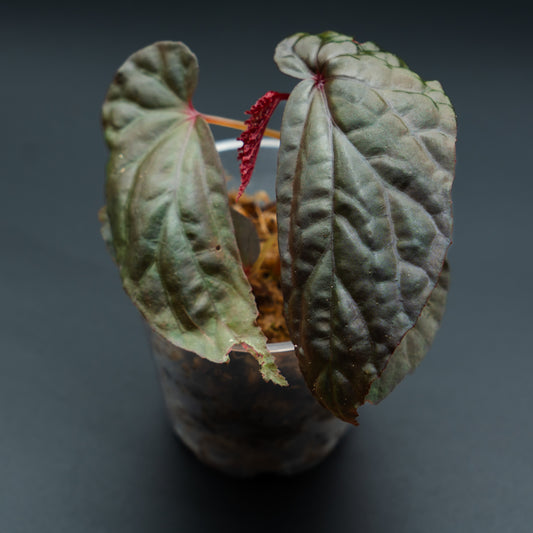 Begonia daunhitam