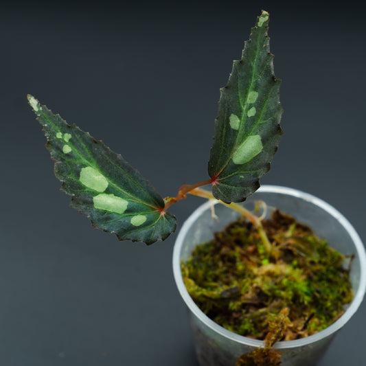 Begonia sp. mantuk