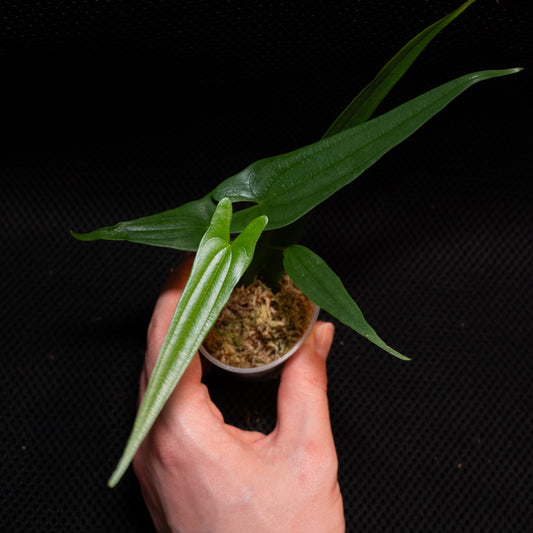 Dioscorea sp. "Silver / Long leaf"