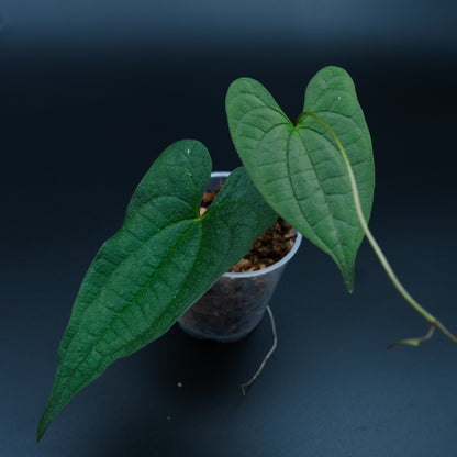 Dioscorea sp. Indo