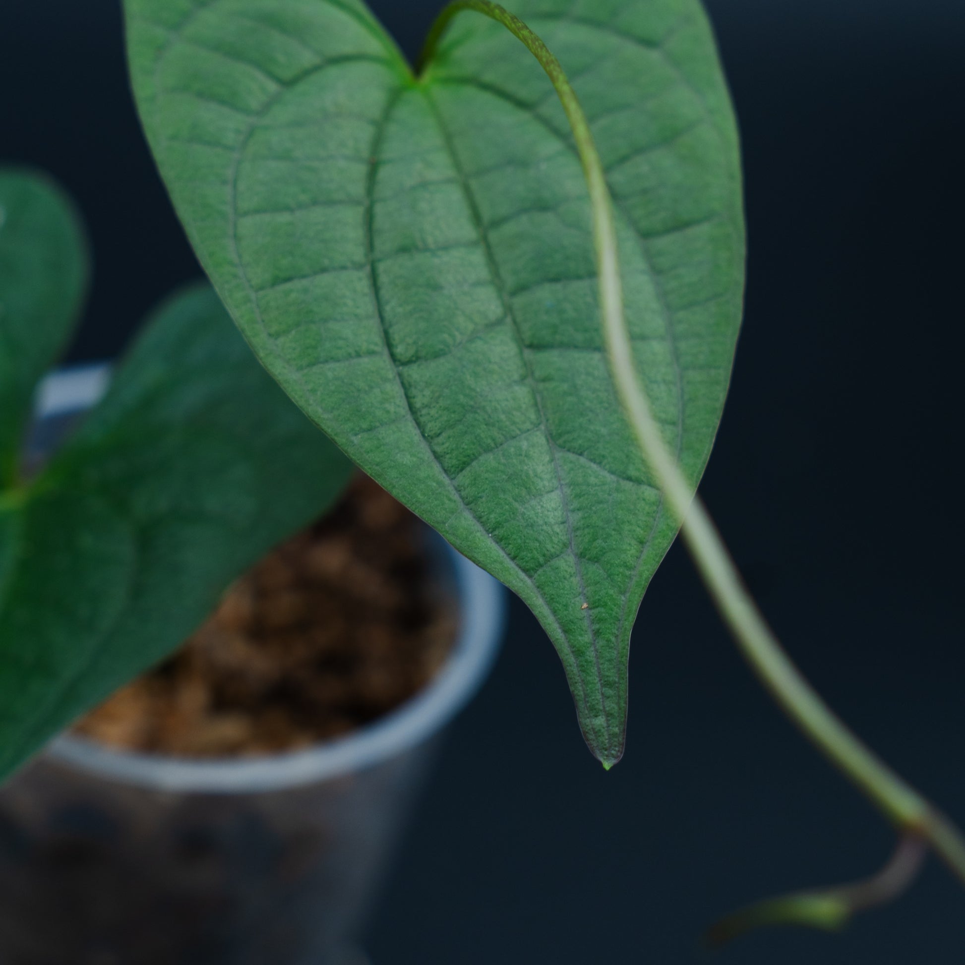 Dioscorea sp. Indo