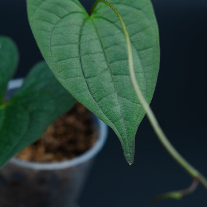 Dioscorea sp. Indo