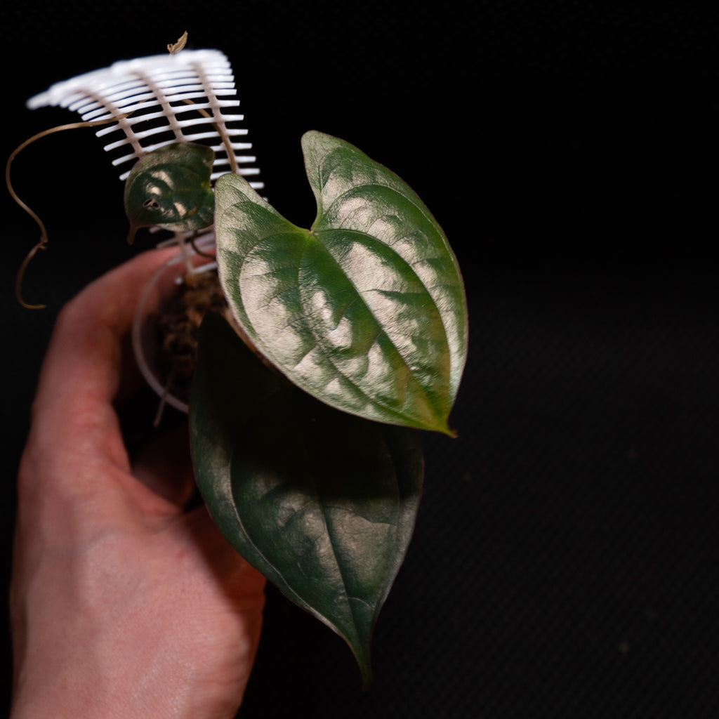 Dioscorea sp. 1 (Indonesia)