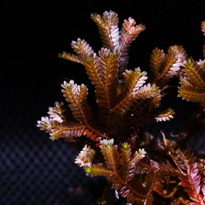 Selaginella sp. Indonesia