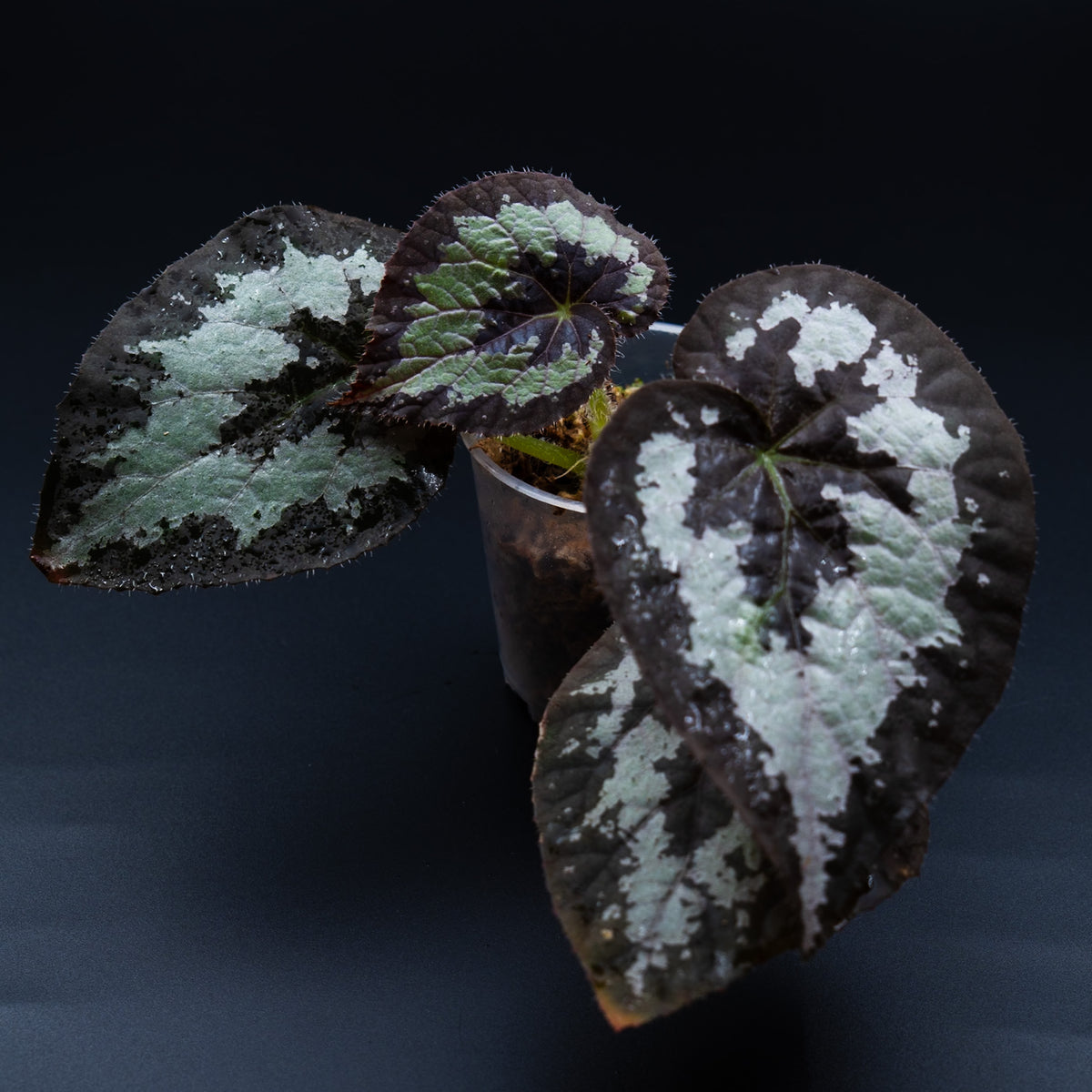 Begonia sp. Rex Malaysia