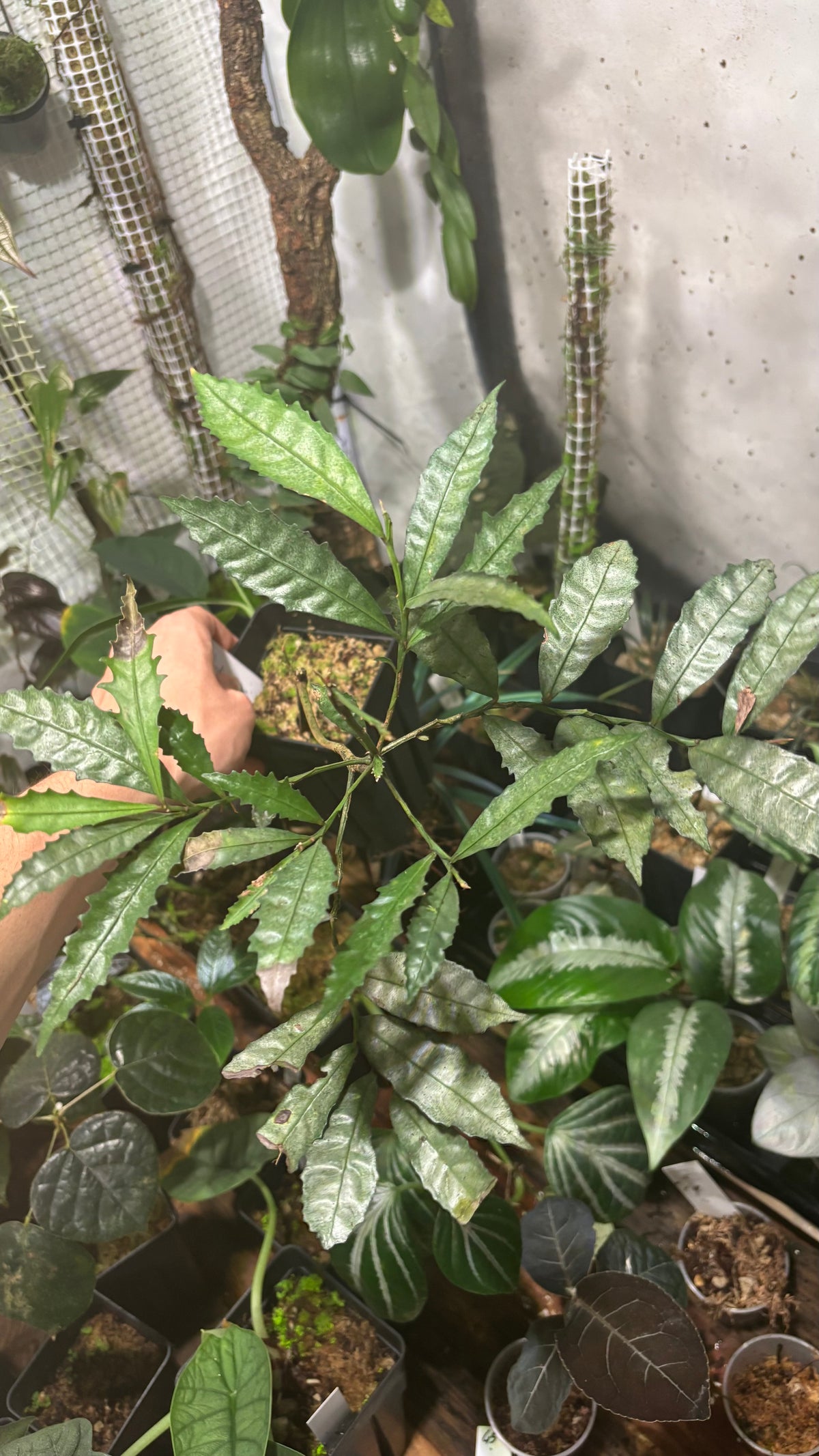 Ardisia sp