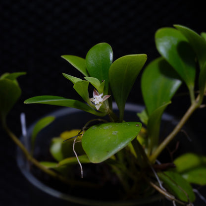 Pachycentria glauca