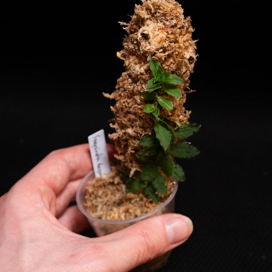 Freycinetia elangulata