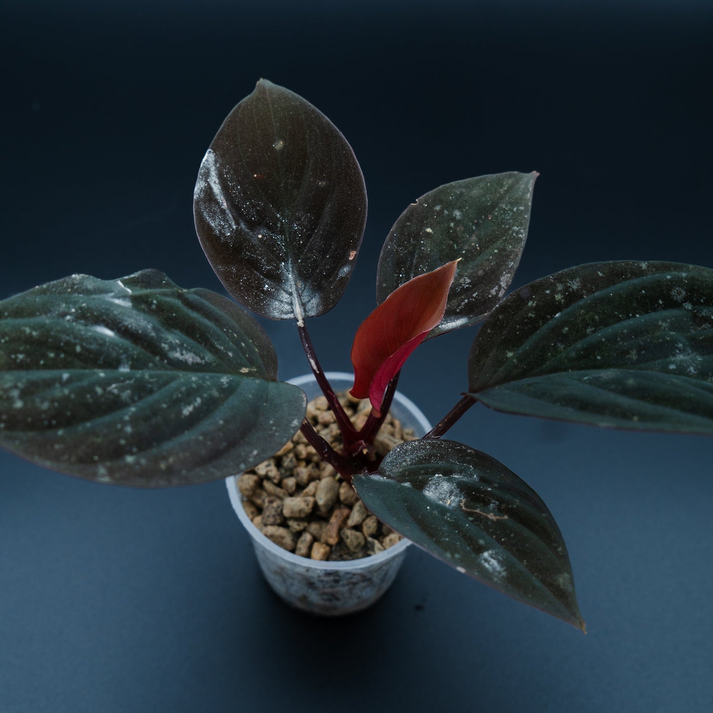 Homalomena humilis