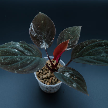 Homalomena humilis